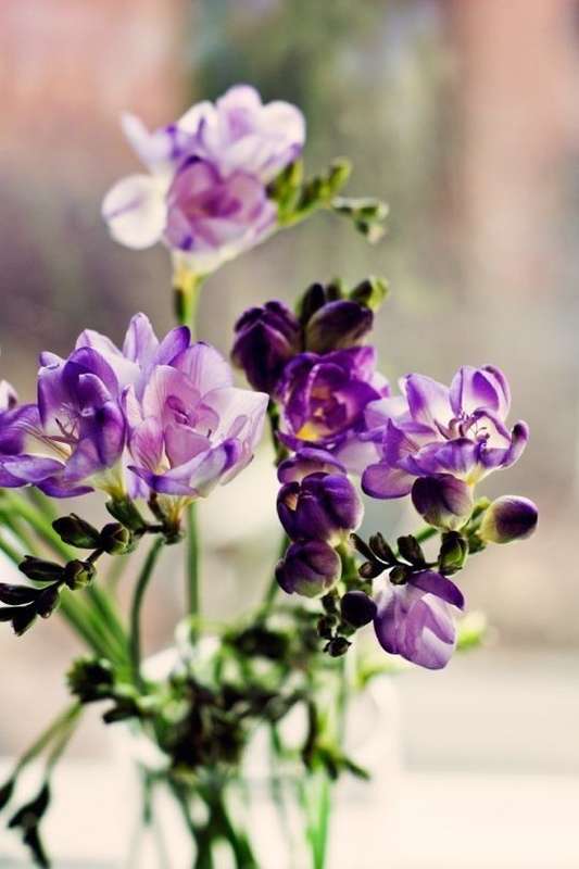 Freesias - Lilac - 25 bulbs p-pack
