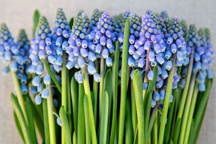 Muscari - Blue Pearl - 20 bulbs p-pack