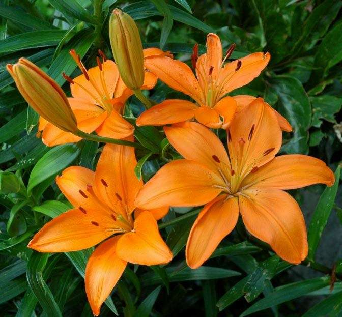 Lilium Asiatic - Orange - 5 bulbs p-pack