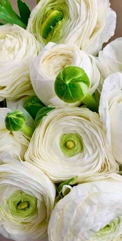 Ranunculus - White - 25 bulbs p-pack
