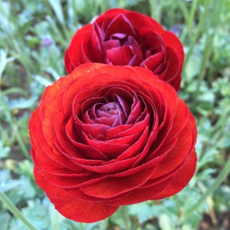 Ranunculus - Red - 25 bulbs p-pack