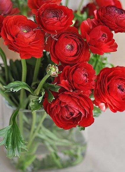 Ranunculus - Red - 25 bulbs p-pack