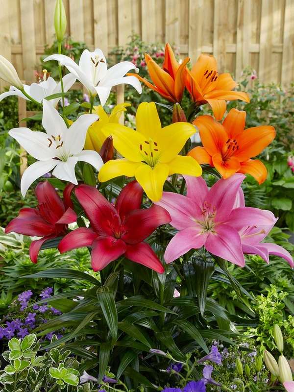 Lilium Asiatic - Assorted Colours - 8 bulbs p-pack