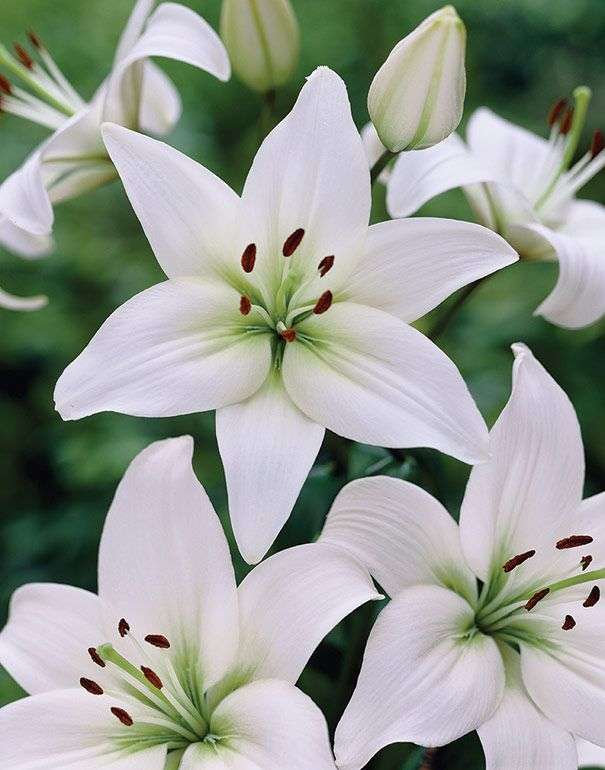 Lilium Asiatic - White - 5 bulbs p-pack