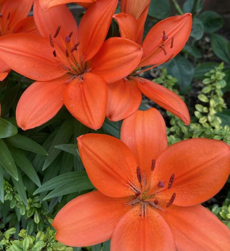 Lilium Asiatic - Orange - 5 bulbs p-pack
