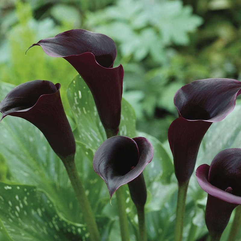 Zantedeschia - Black Panther - 1 bulbs p-pack