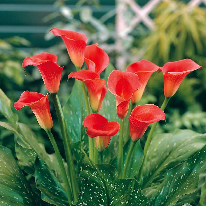 Zantedeschia - Red Sox - 1 bulb p/pack