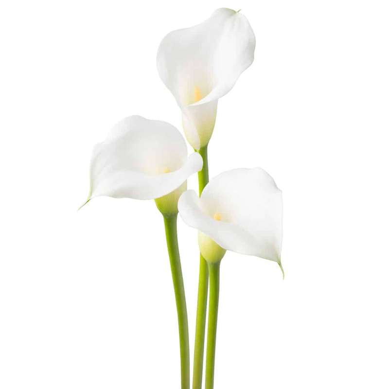 Zantedeschia - Aspen - 1 bulb p-pack