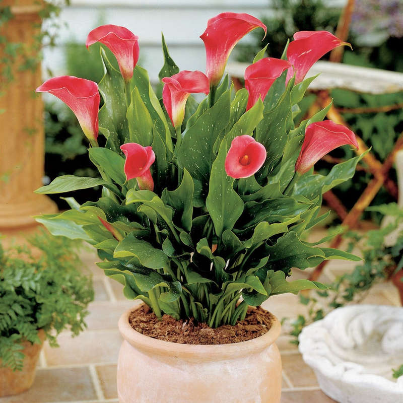 Zantedeschia - Pink Persuasion - 1 bulb p/pack