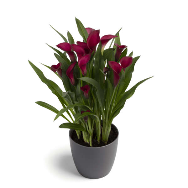 Zantedeschia - Callafornia Red - 1 bulb p-pack
