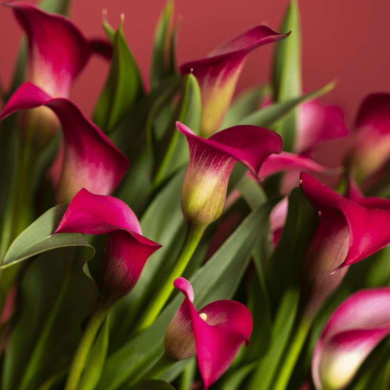 Zantedeschia - Callafornia Red - 1 bulb p-pack