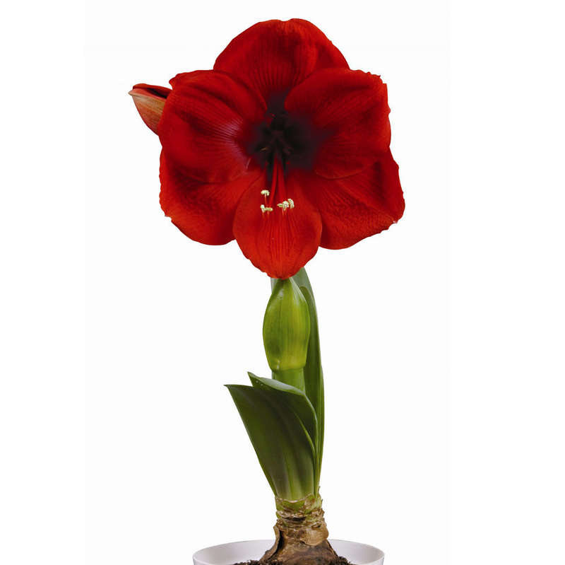 Amaryllis Symphony Single - Cayenne - 1 bulb p-pack