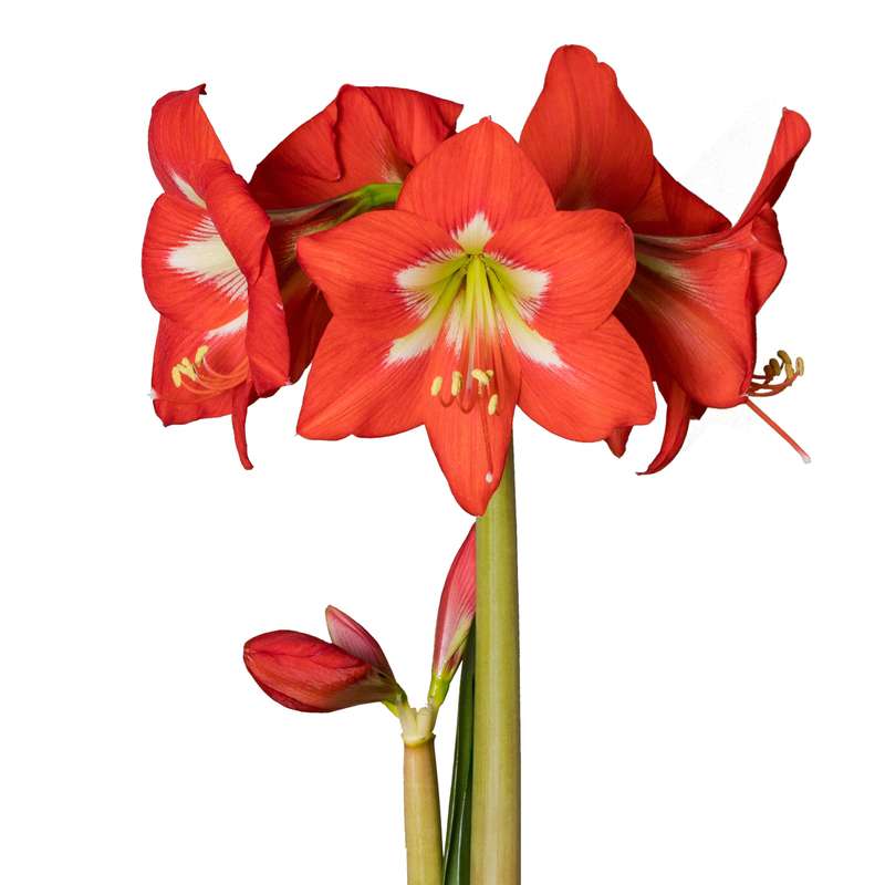 Amaryllis Sonata Single - Christmas Star - 2 bulbs p-pack