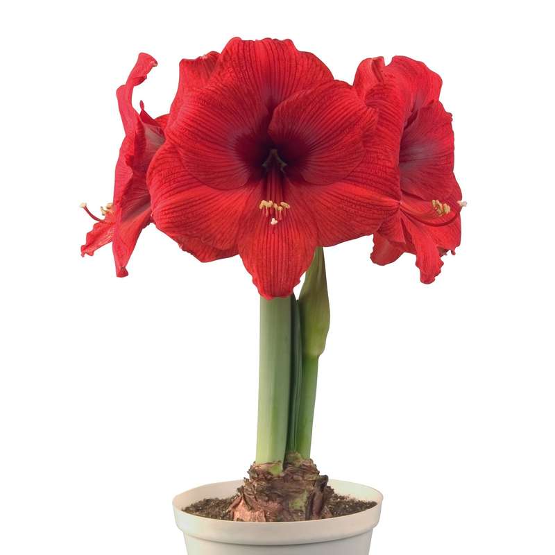 Amaryllis Symphony Single - Double Six - 1 bulb p-pack