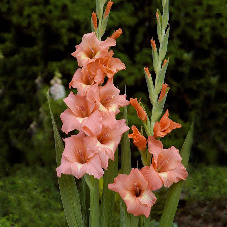 Gladioli - Bogota - 10 bulbs per pack