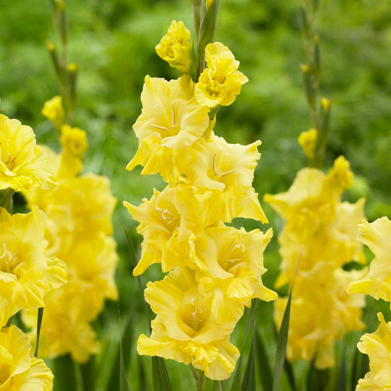 Gladioli - Morning Gold - 10 bulbs p-pack