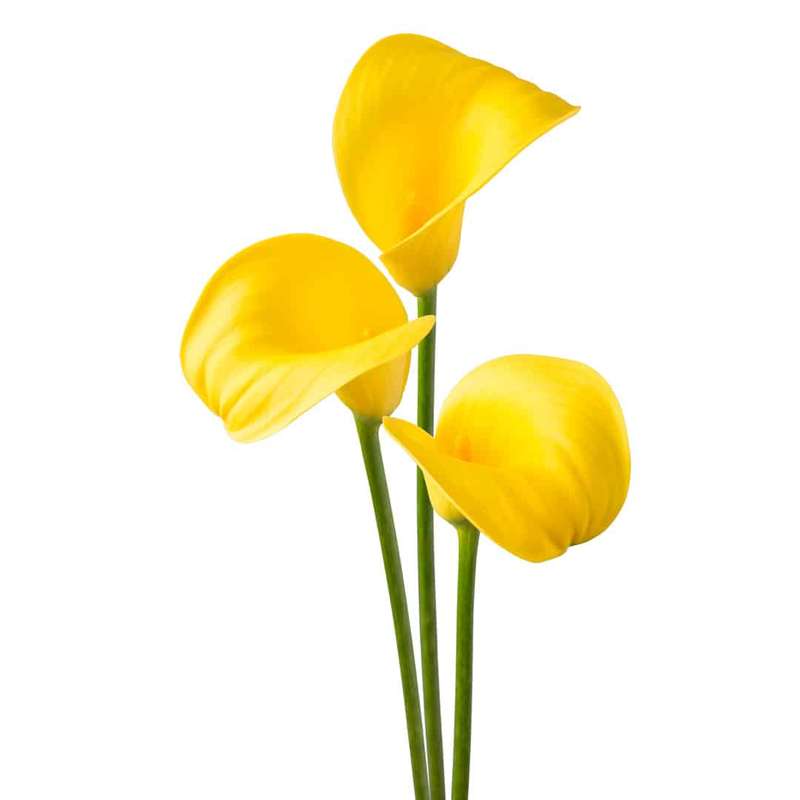 Zantedeschia - Gold Crown - 1 bulb p-pack