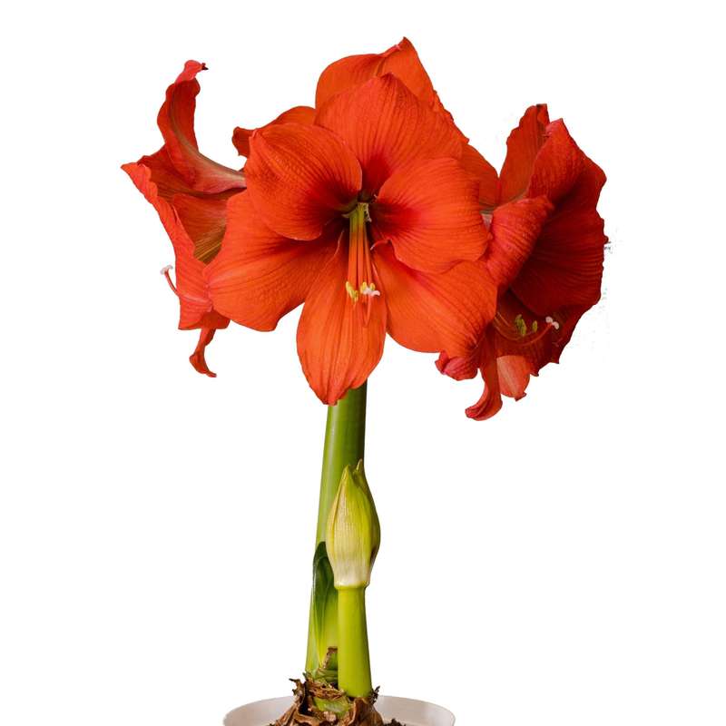 Amaryllis Symphony Single - Gold Medal - 1 bulb p-pack