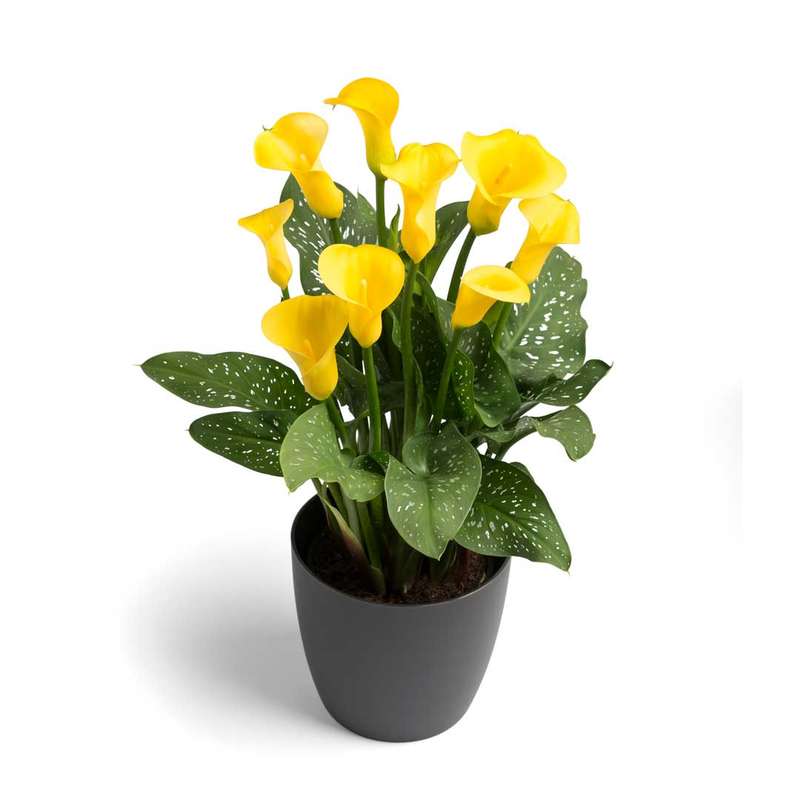 Zantedeschia - Gold Crown - 1 bulb p-pack