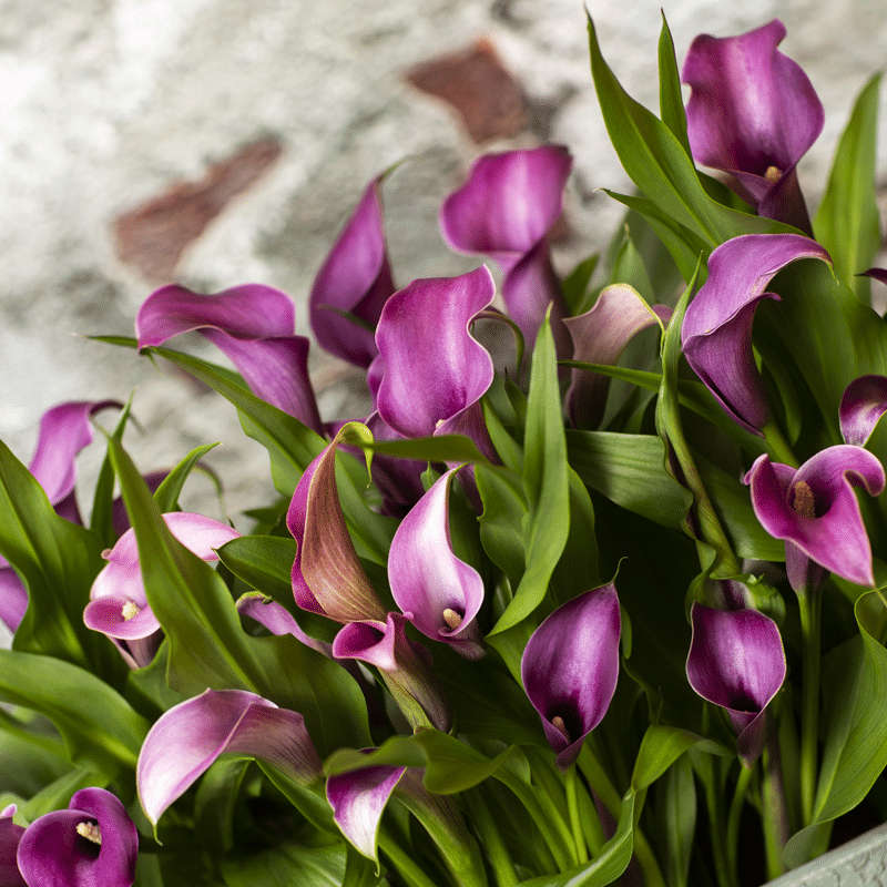 Zantedeschia - Grape Velvet - 1 bulb p-pack