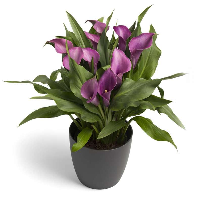 Zantedeschia - Grape Velvet - 1 bulb p-pack