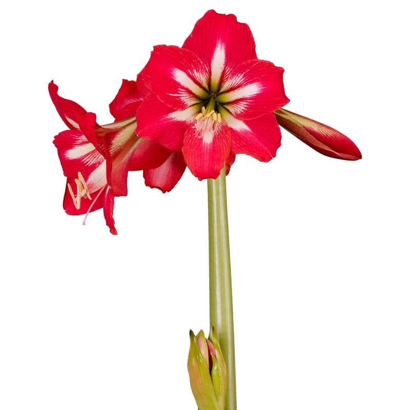 Amaryllis Sonatini - Hot Lips - 3 bulbs p-pack