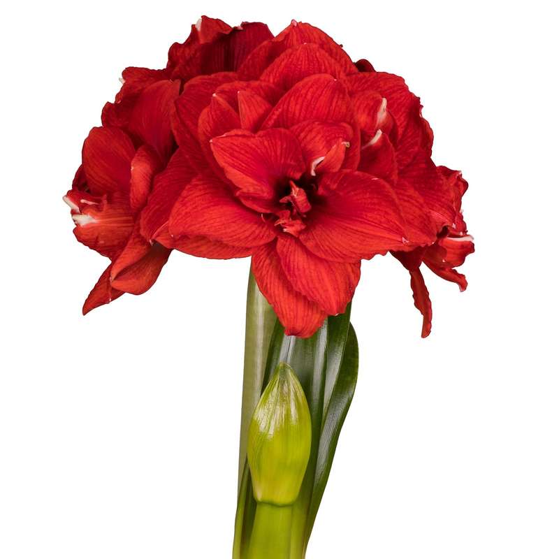 Amaryllis Symphony Single - Inferno - 1 bulb p-pack