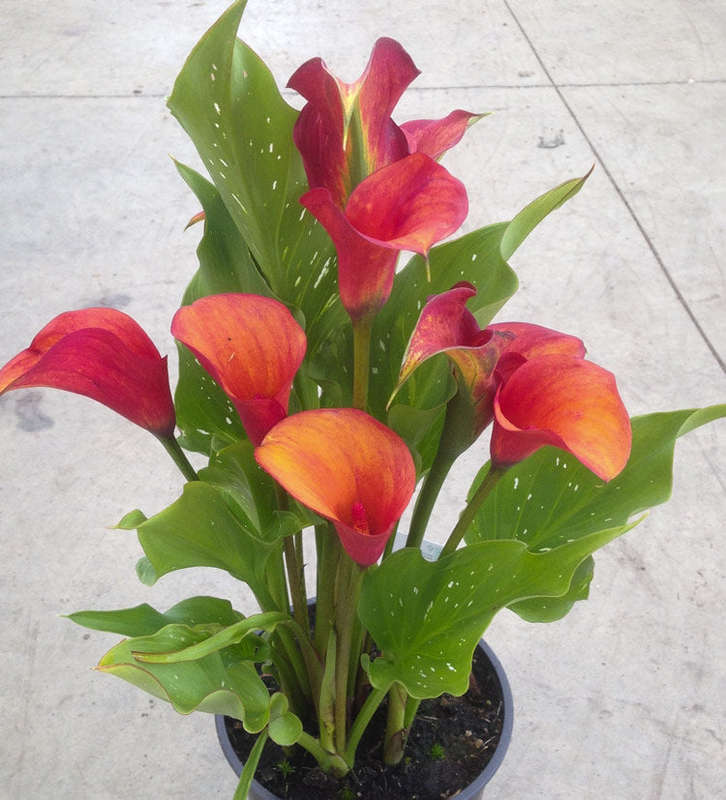 Zantedeschia - Inferno - 1 bulbs p-pack