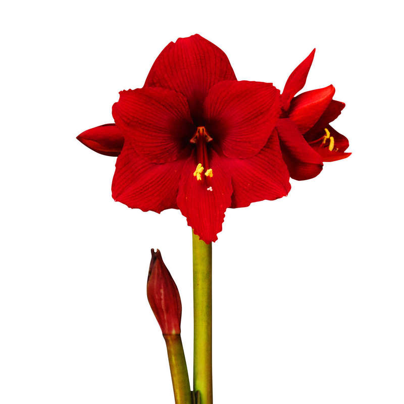 Amaryllis Symphony Single - Karoo - 1 bulb p-pack