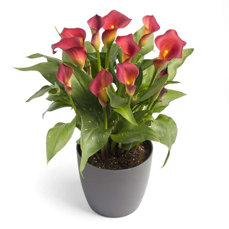 Zantedeschia - Kasai - 1 bulb p-pack