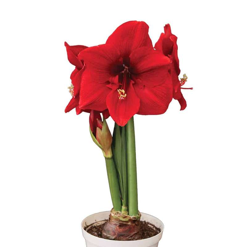 Amaryllis Symphony Single - Miracle - 1 bulb p-pack