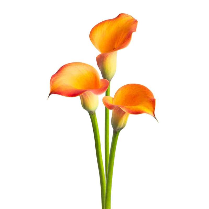 Zantedeschia - Morning Sun - 1 bulb p-pack