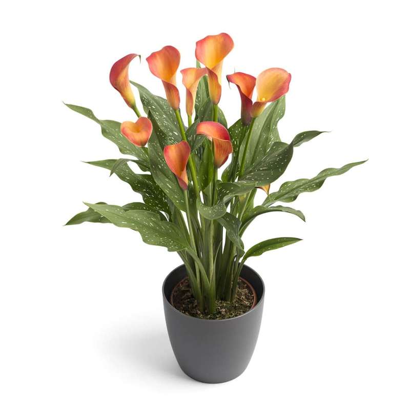 Zantedeschia - Morning Sun - 1 bulb p-pack