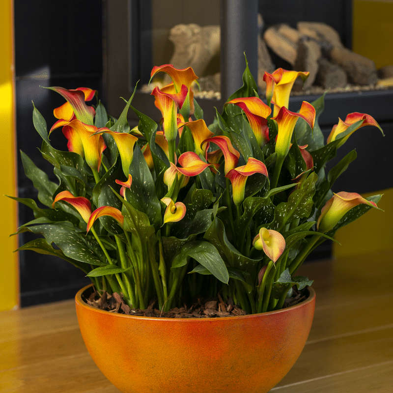 Zantedeschia - Morning Sun - 1 bulb p-pack
