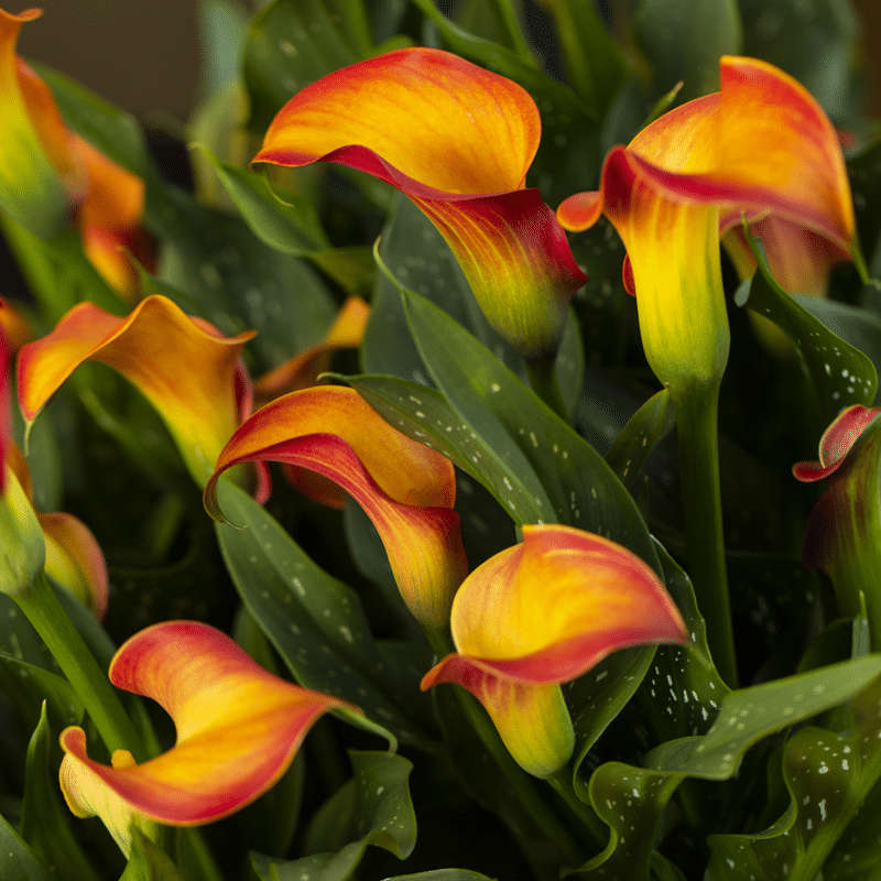 Zantedeschia - Morning Sun - 1 bulb p-pack