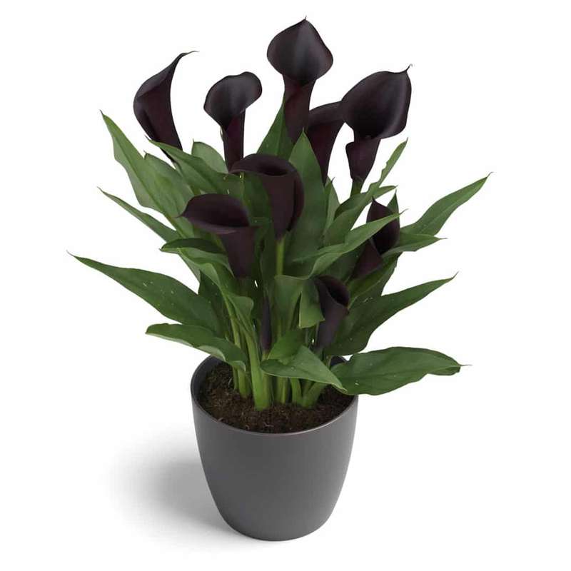 Zantedeschia - Odessa - 1 bulb p-pack