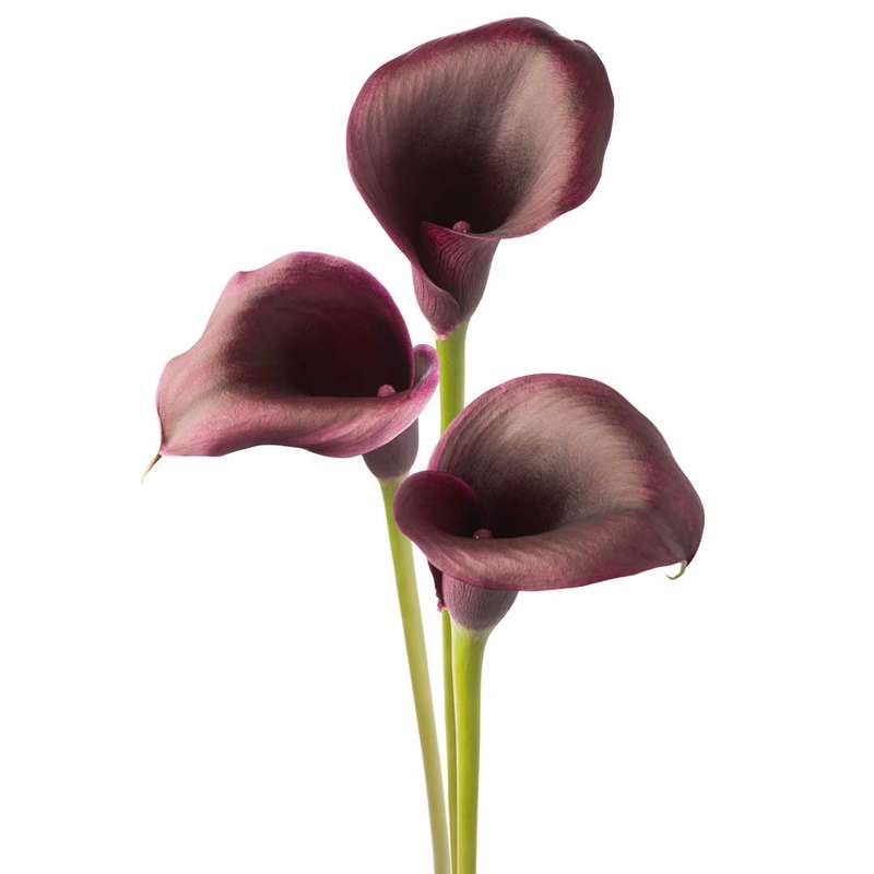 Zantedeschia - Odessa - 1 bulb p-pack