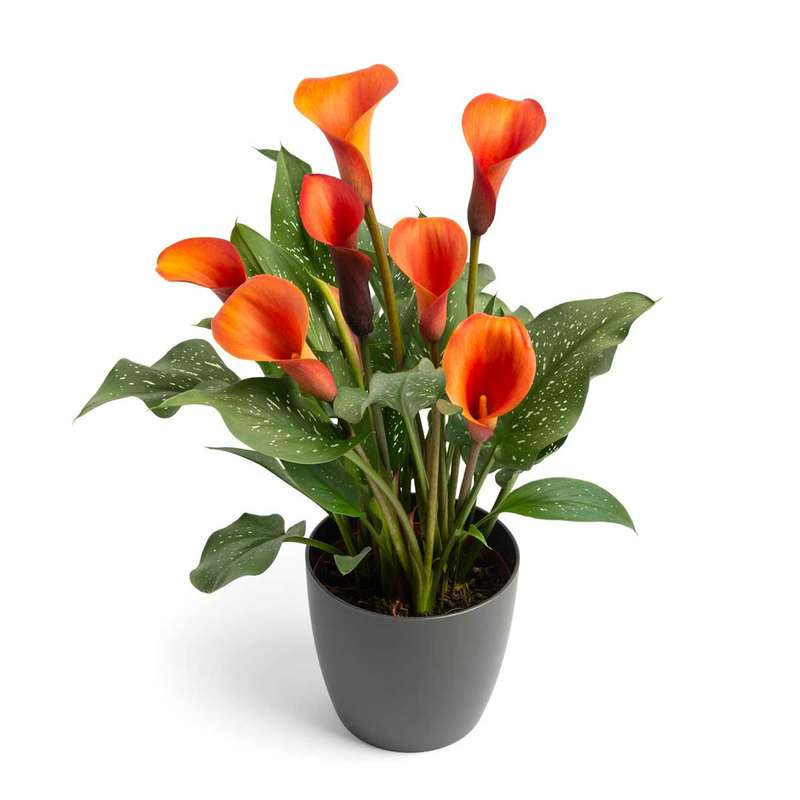 Zantedeschia - Orange Alert - 1 bulb p-pack