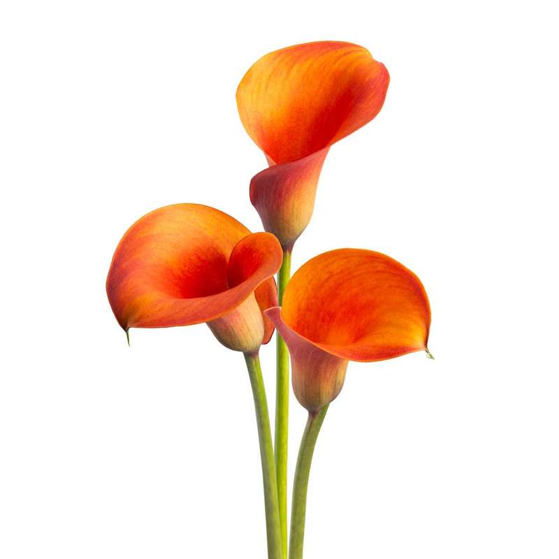 Zantedeschia - Orange Alert - 1 bulb p-pack