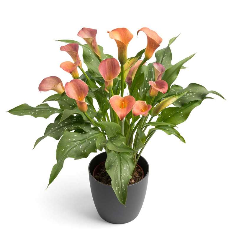 Zantedeschia - Peach Pearl - 1 bulb p-pack