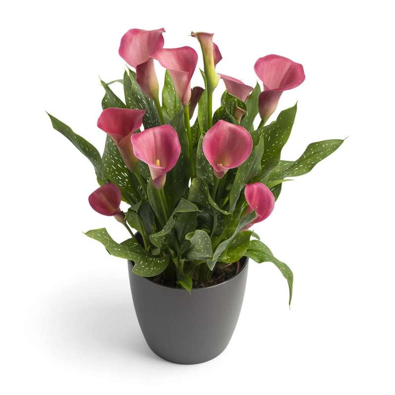 Zantedeschia - Peppermint Twist - 1 bulb p-pack