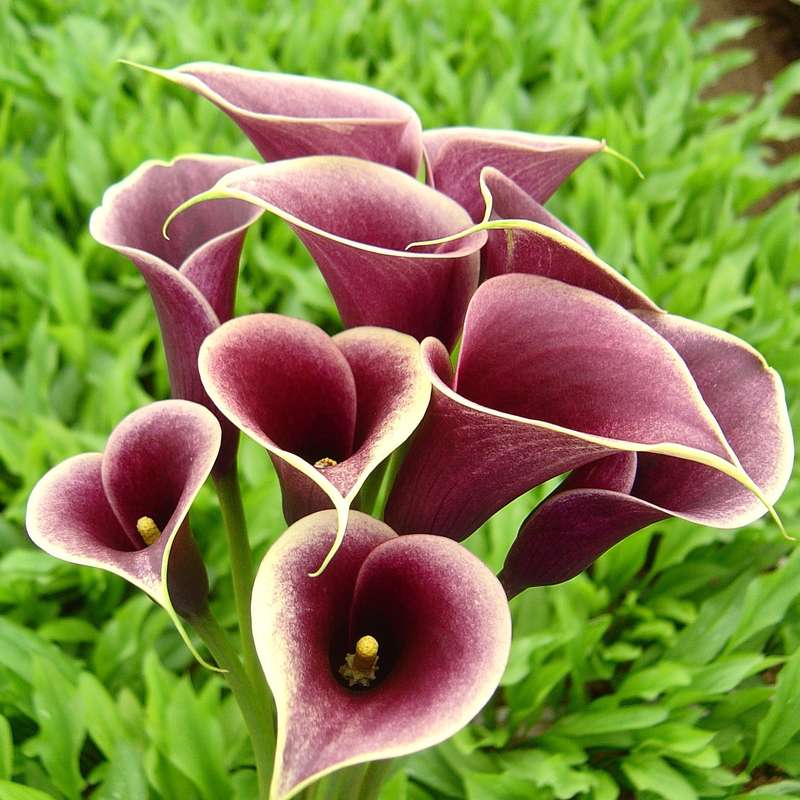 Zantedeschia - Persia - 1 bulb p/pack