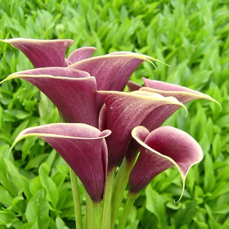 Zantedeschia - Persia - 1 bulb p/pack