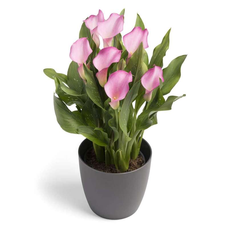 Zantedeschia - Peters Pride - 1 bulb p-pack
