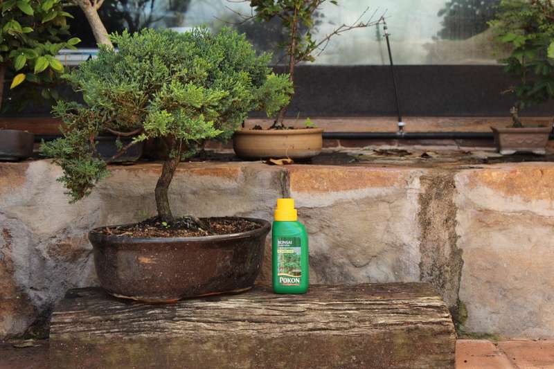 Pokon - Bonsai Plant Food - 250ml