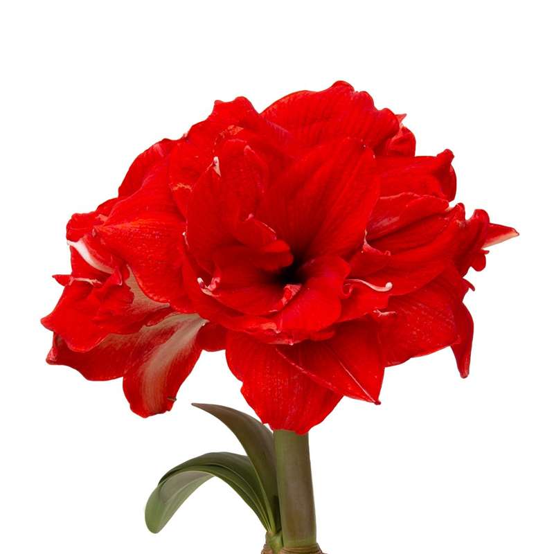 Amaryllis Symphony Double - Ragtime - 1 bulb p-pack