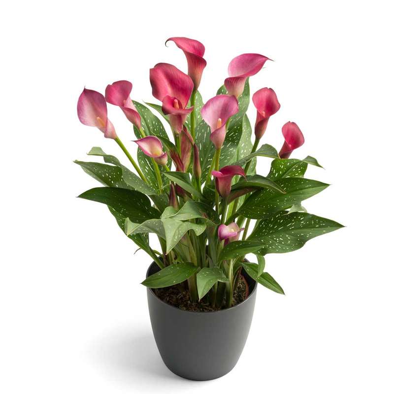 Zantedeschia - Royal Plum - 1 bulb p-pack