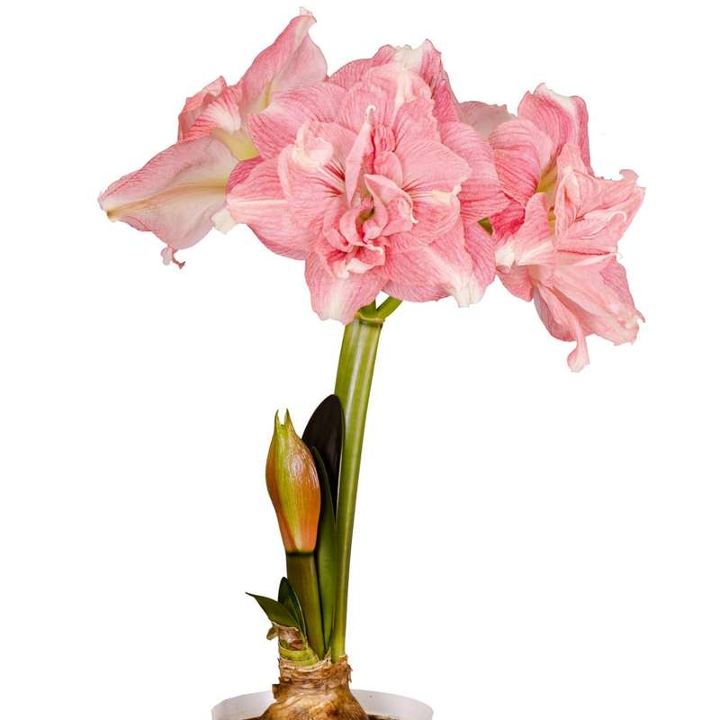 Amaryllis Symphony Double - Rozetta - 1 bulb p-pack
