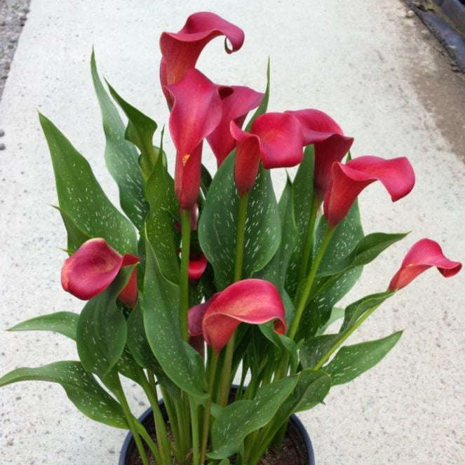 Zantedeschia - Ruby Tuesday - 1 bulbs p-pack