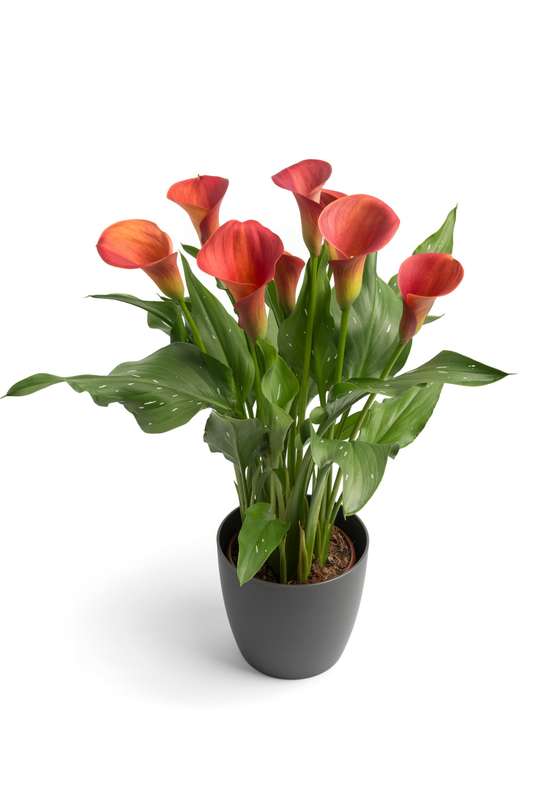 Zantedeschia - Sunset Passion - 1 bulbs p-pack